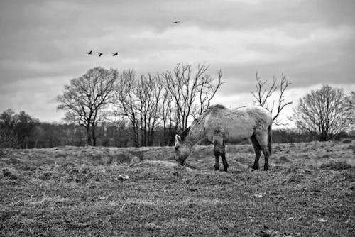 天性, 野生動物保護區, 野馬 的 免費圖庫相片