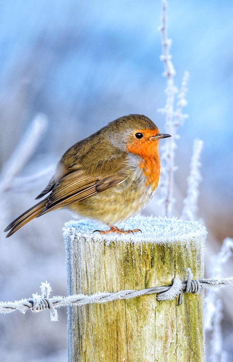  Bird Perched On Wood Column