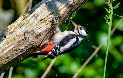 Black and White Bird on Brown Tree Branch