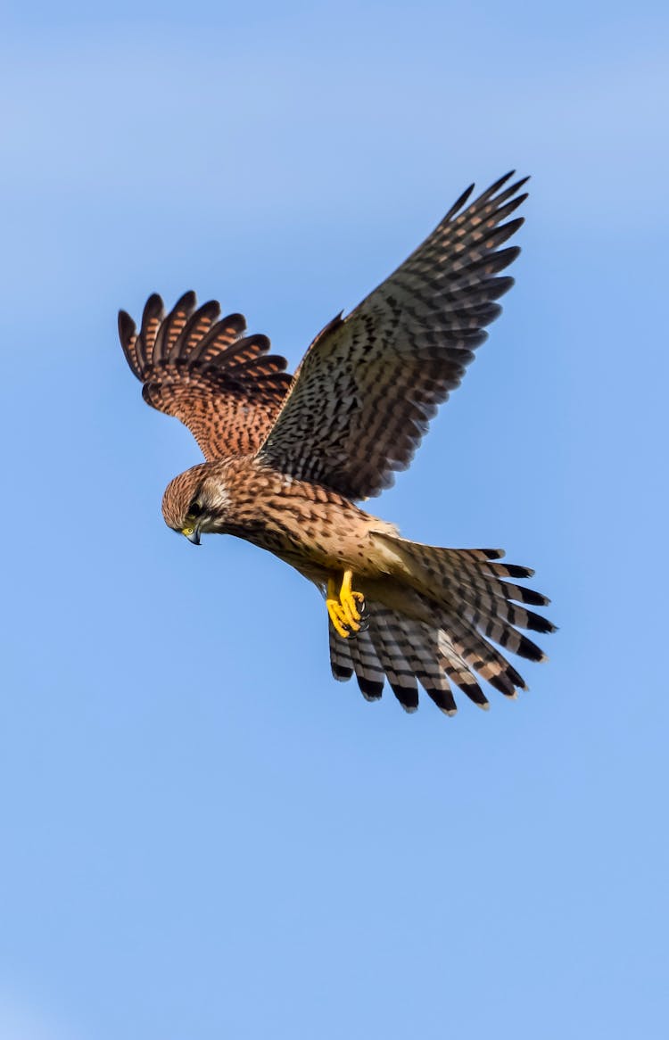 Falcon Flying In The Sky