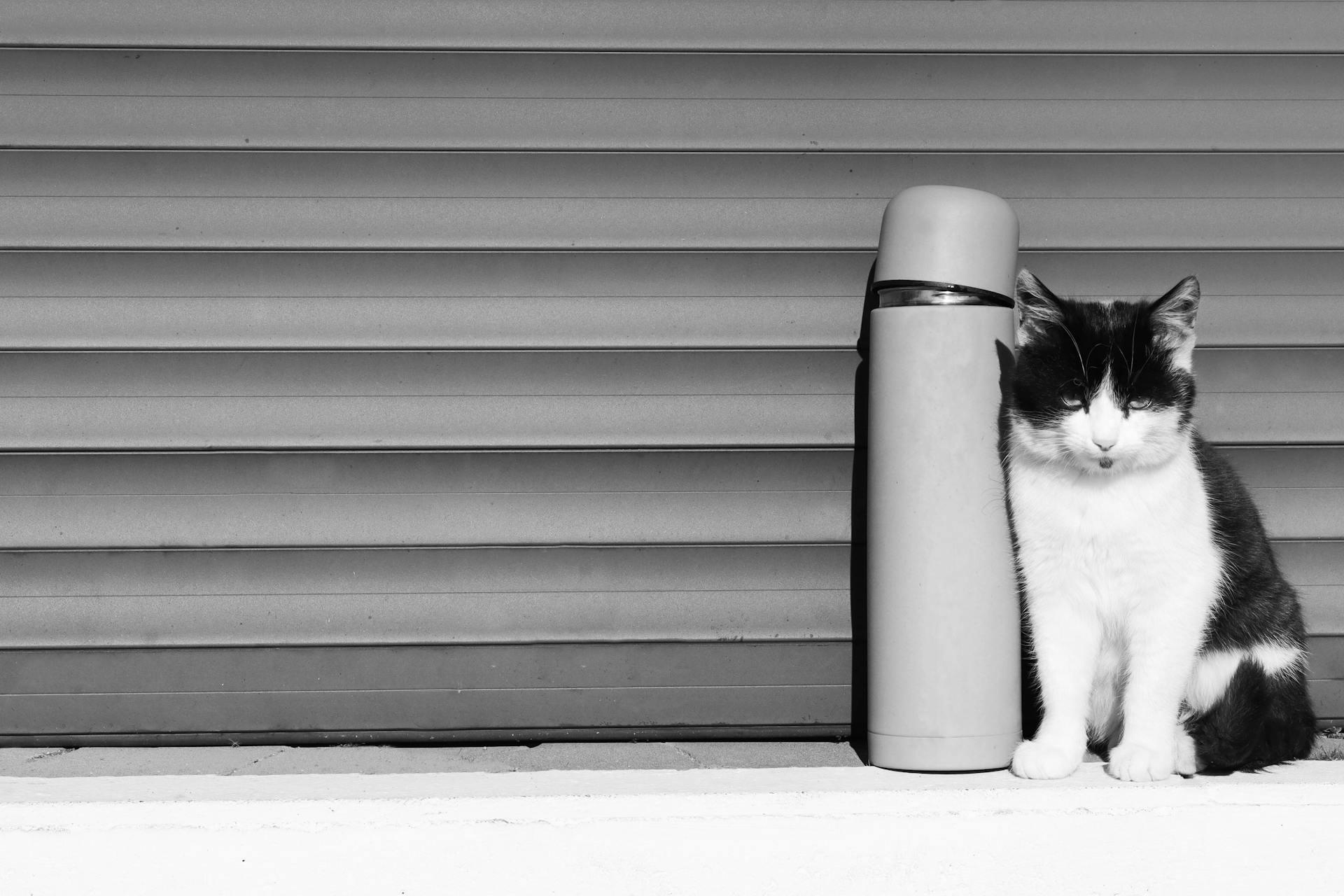 A Cat Standing Near the Bottle Container