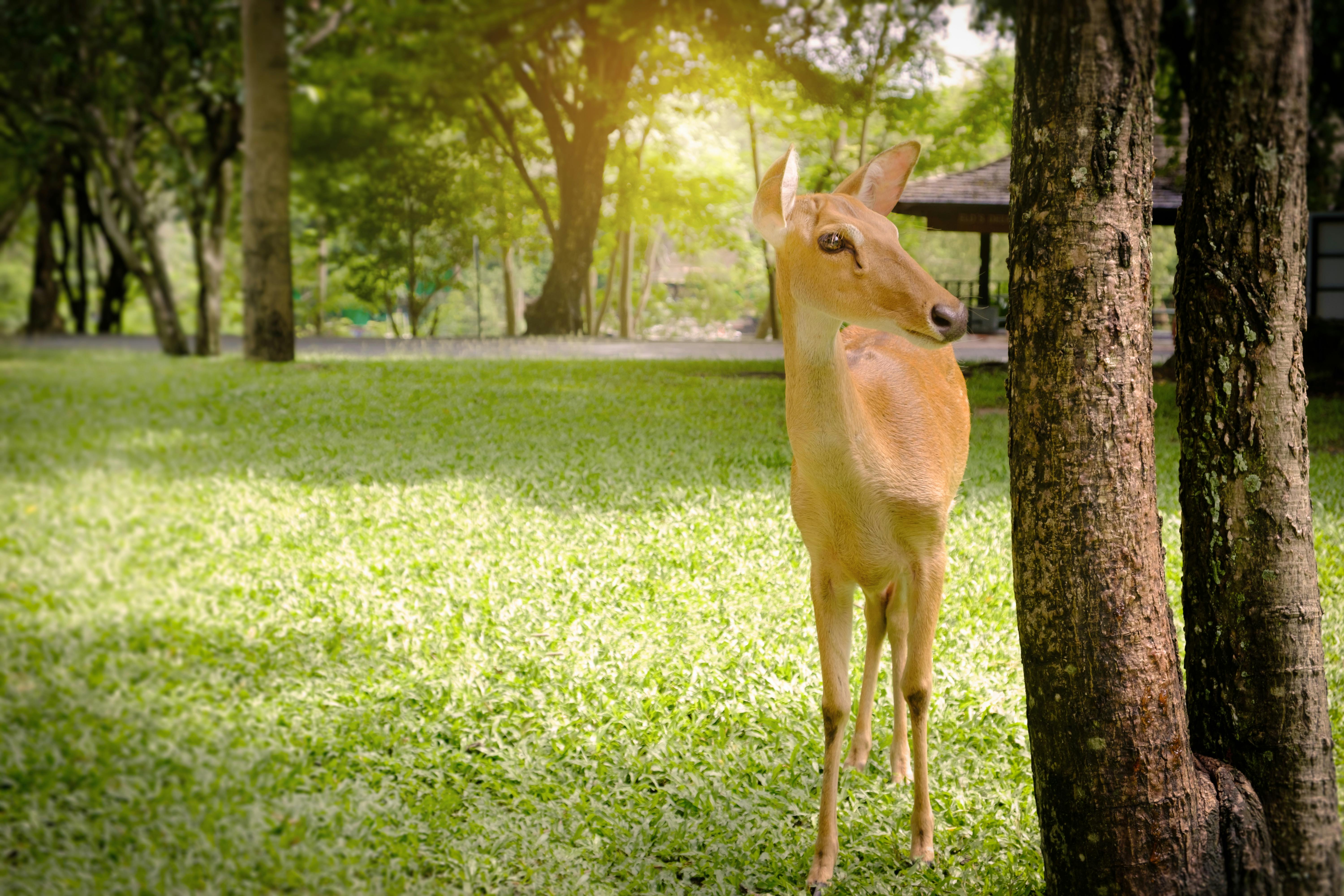 단양 만천하스카이워크의 풍경