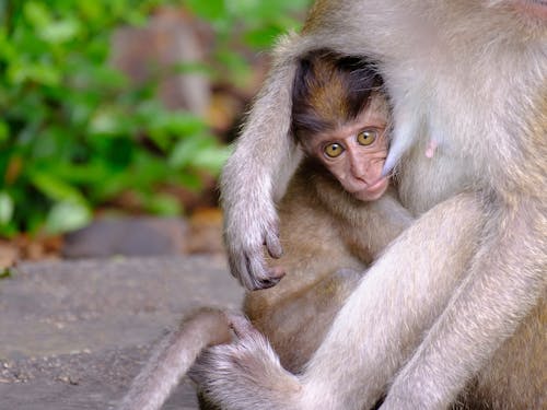 Gratis stockfoto met aap, Azië, baby