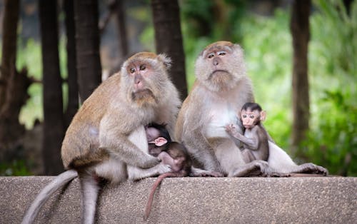 Gratis arkivbilde med apekatter, baby, dyr