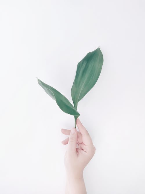 Leaves in Hand on White Background