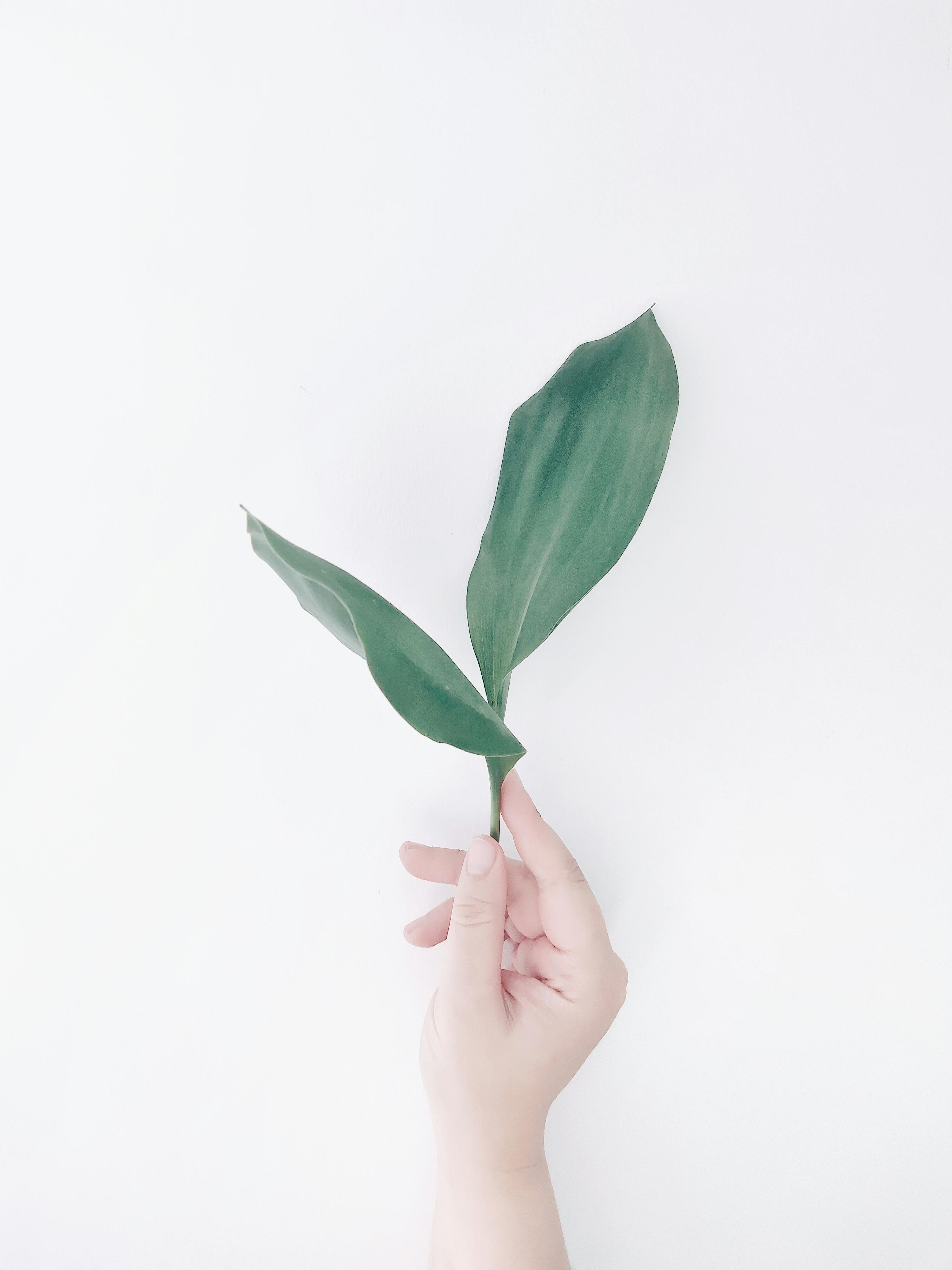 Photo of Person Holding Blank Signboard · Free Stock Photo