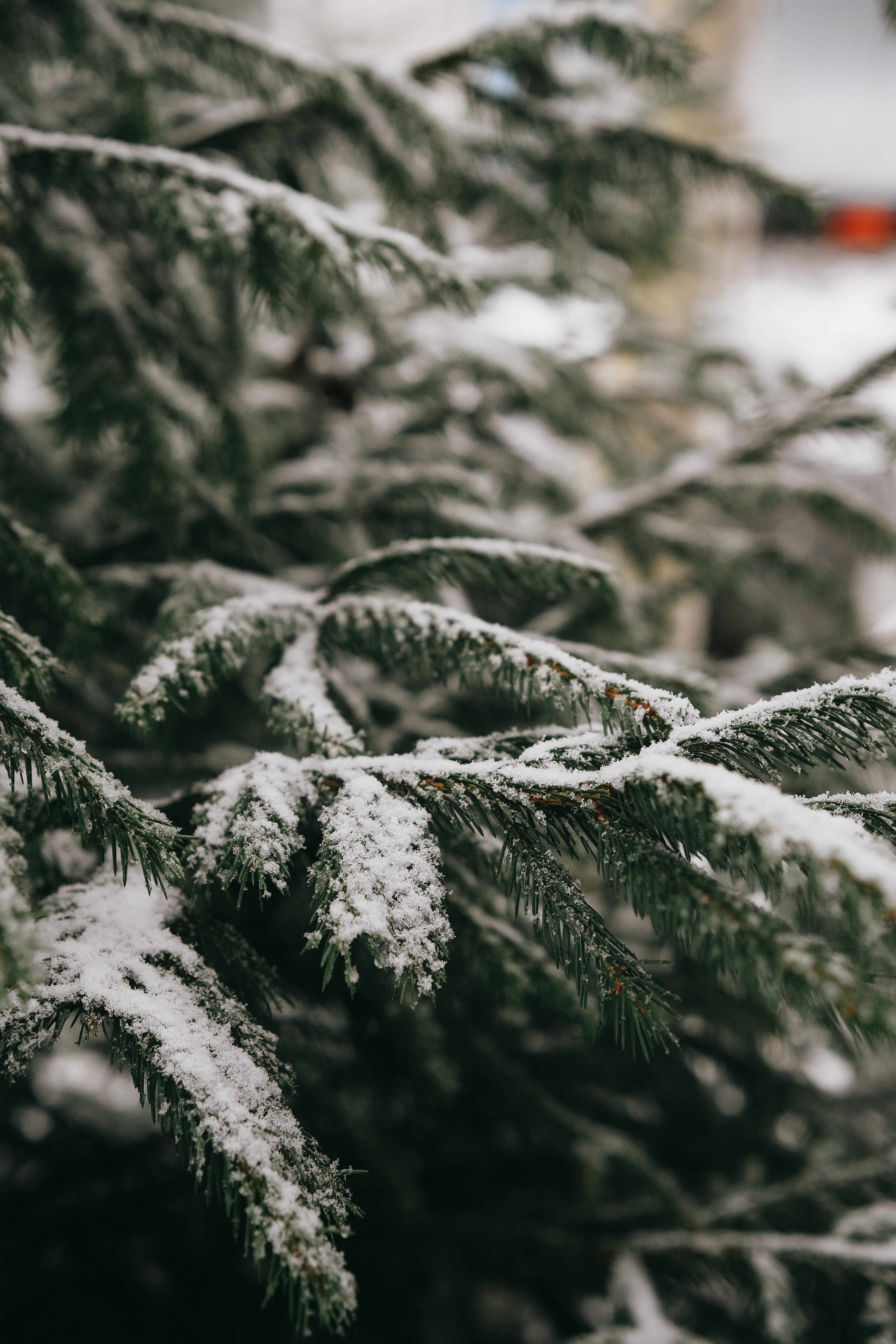 Green Pine Tree Covered With Snow · Free Stock Photo