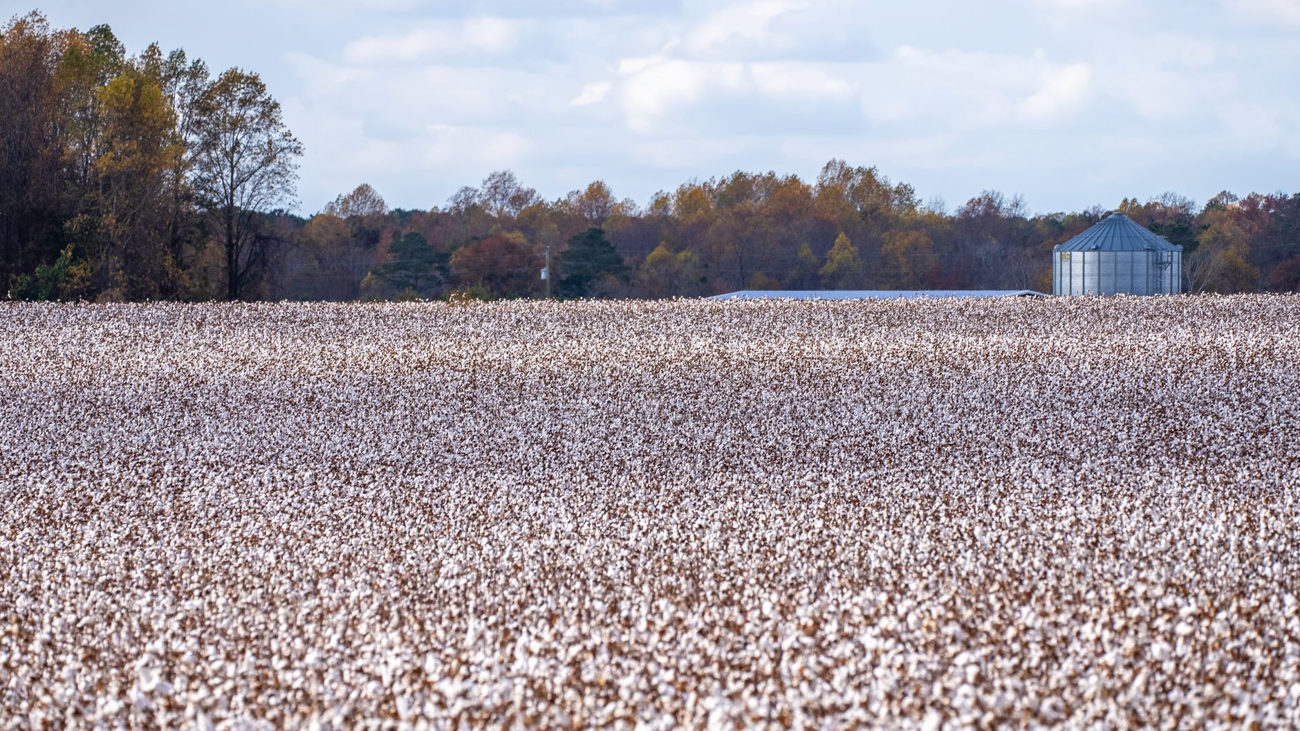 Cotton field with trees and silo in autumn, North Carolina countryside.