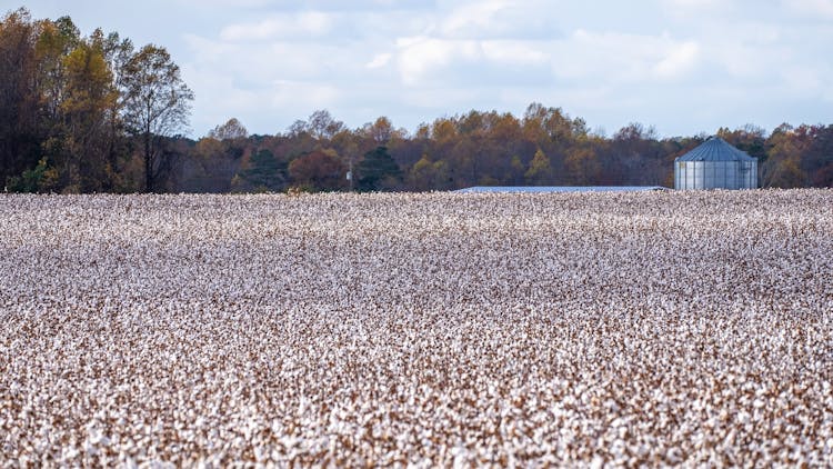 Cotton Field Under White Cloudy Sky