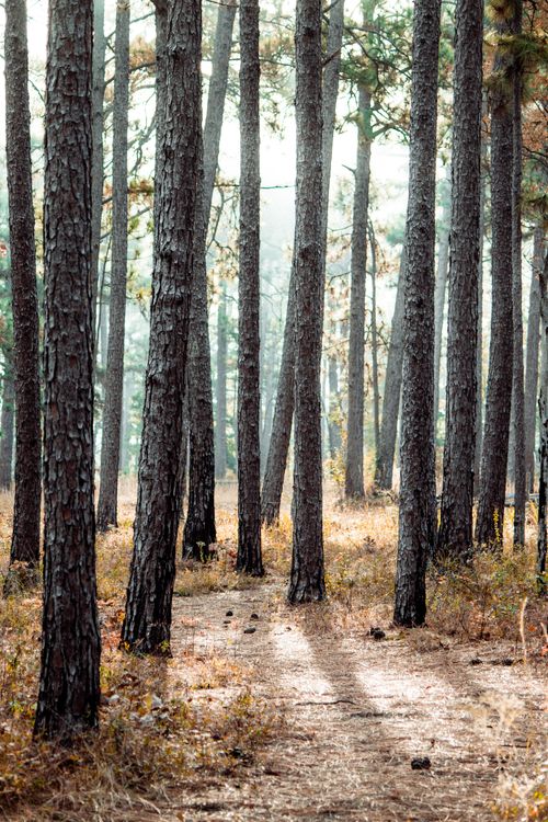 Free Tranquil forest scene with a foggy pathway through tall trees, offering a peaceful nature escape. Stock Photo