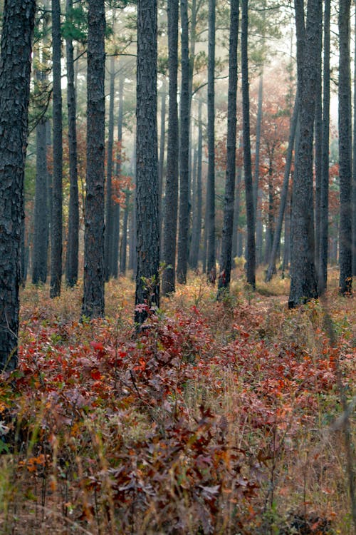 Foto d'estoc gratuïta de arbres, bosc, boscos