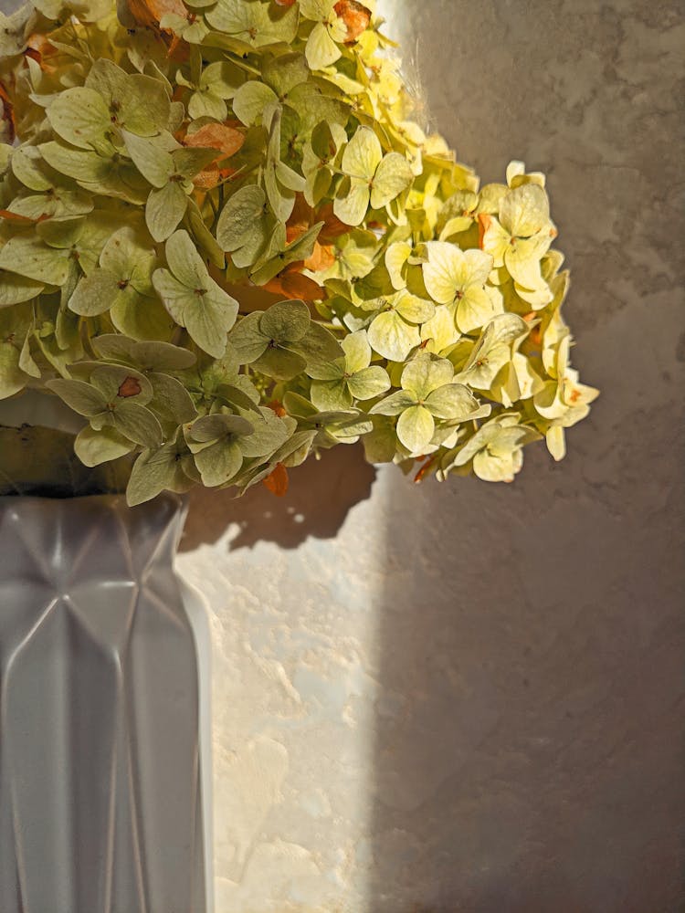 Viburnum Flowers In Vase