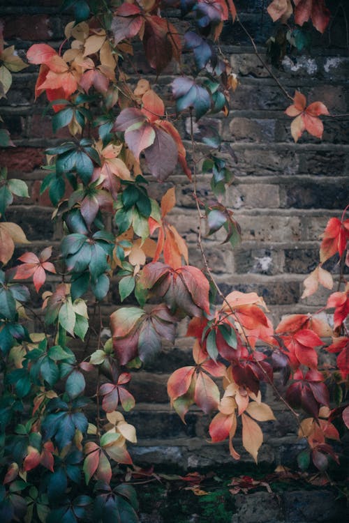 Gratis stockfoto met betonnen muur, bladeren, detailopname