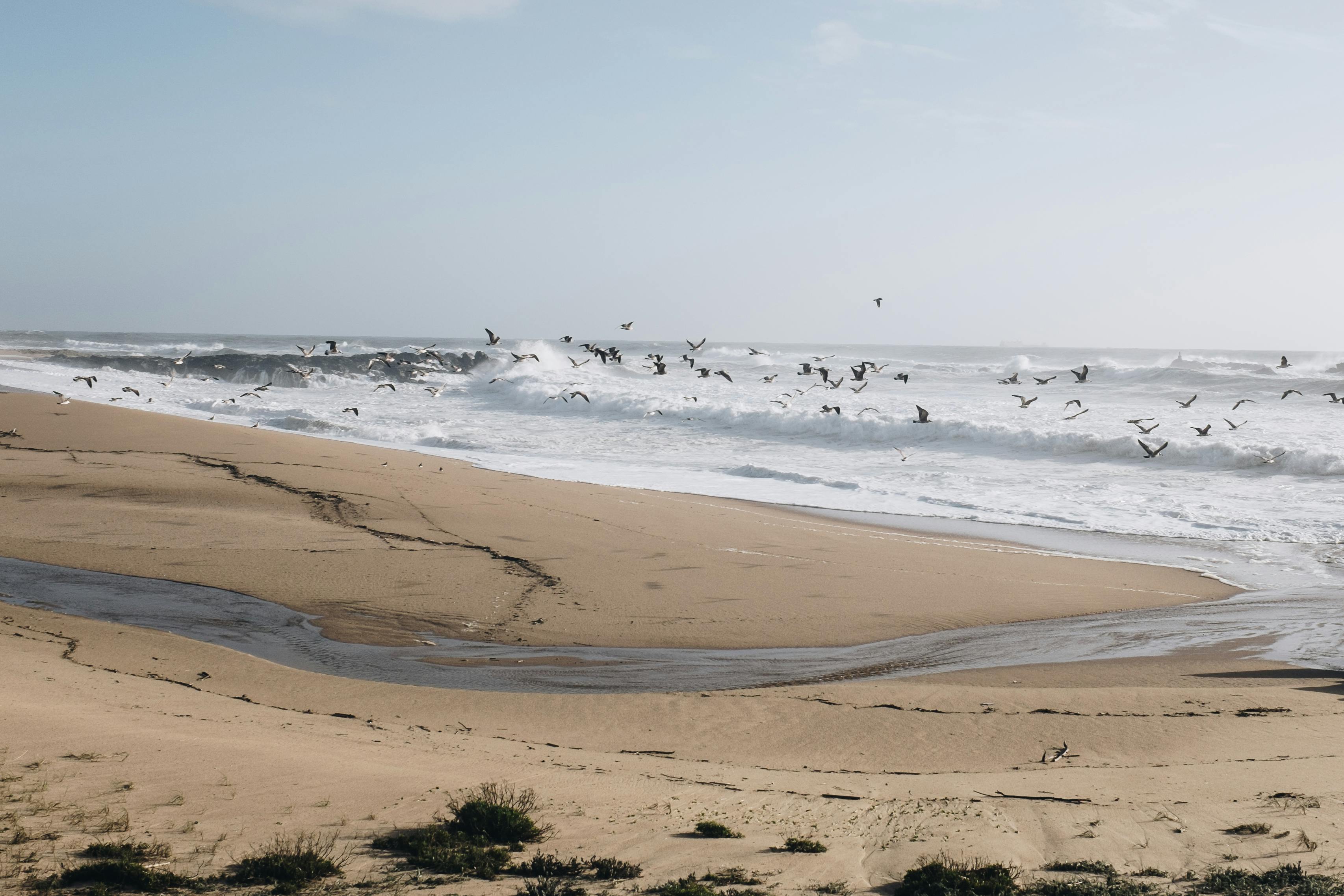 宁静的海岸线上，海浪轻涌，鸟儿飞过地平线