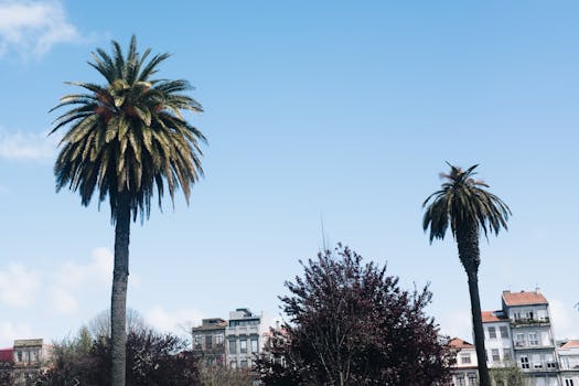 蓝天下的棕榈树和建筑物，捕捉到了热带的感觉