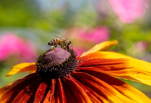 Free Honeybee Perched on a Flower Stock Photo