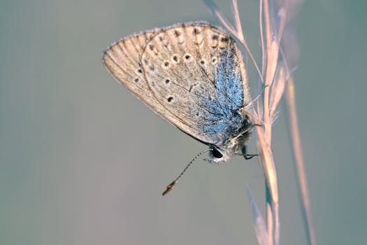 Detailed image of an Alcon Blue butterfly perched on grass, showcasing delicate wings.