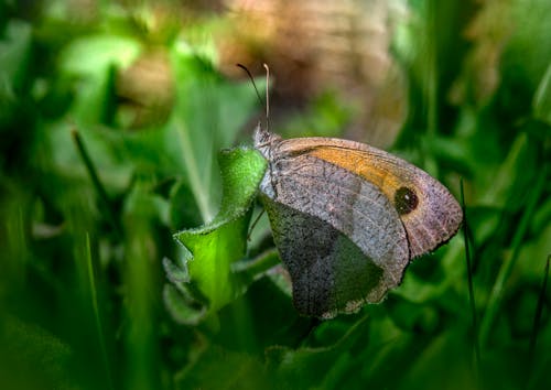 Close-Up Shot of a Butterfly Perched on a Leaf