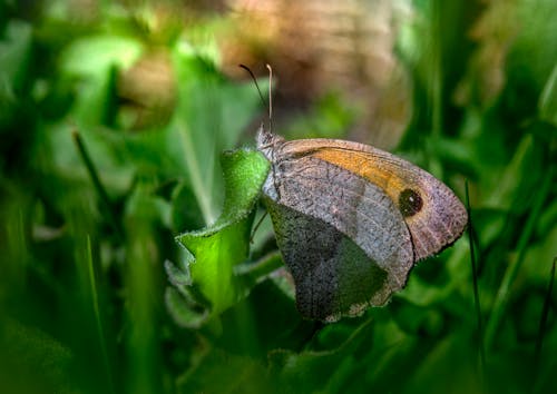 Fotobanka s bezplatnými fotkami na tému bezstavovce, článkonožec, hĺbka ostrosti