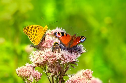 Close-Up Shot of Two Butterflies Perched on Pink Flowers
