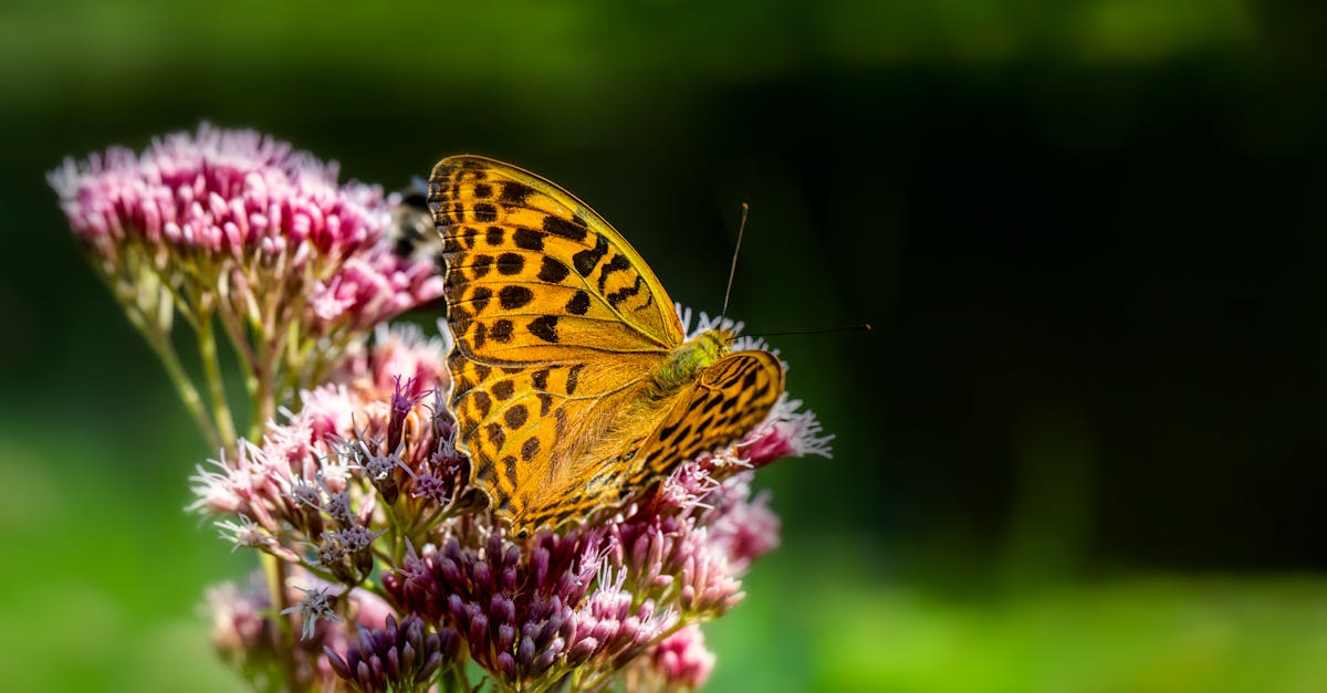 How to draw a butterfly easy realistic