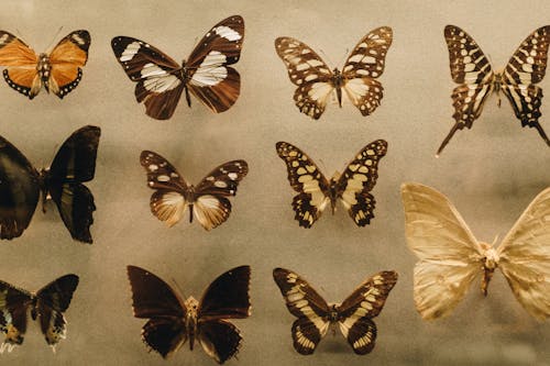 Photo of Assorted Butterflies