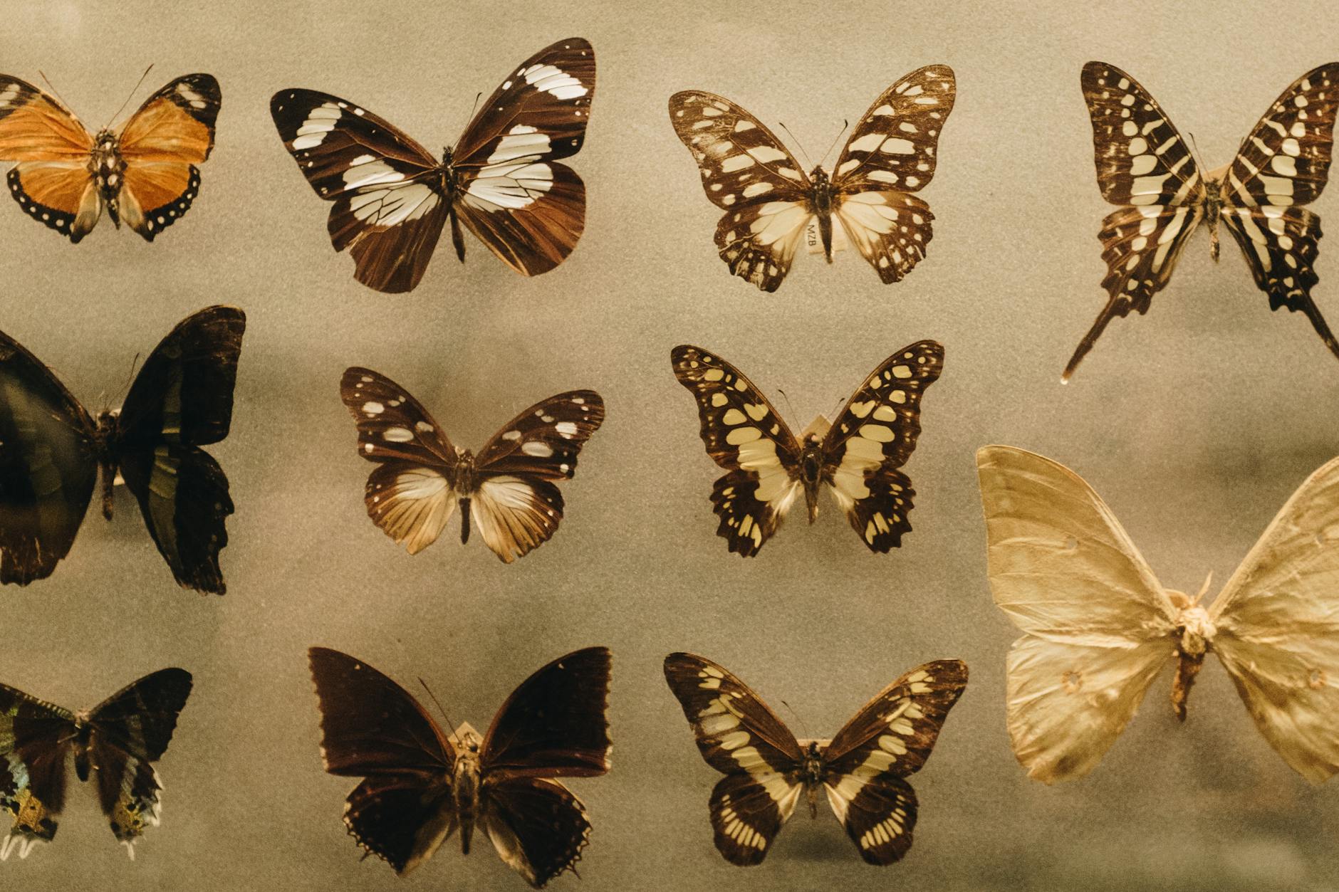 各种蝴蝶形态图片素材-编号24797354-图行天下
