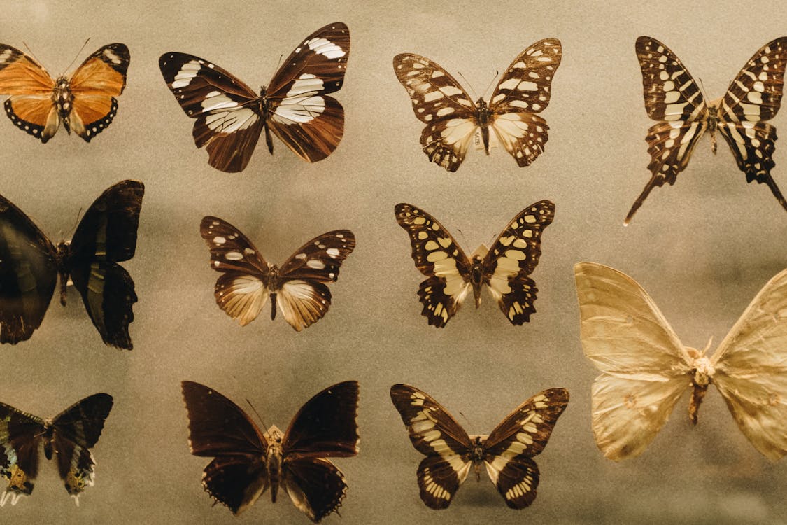 Free Photo of Assorted Butterflies Stock Photo