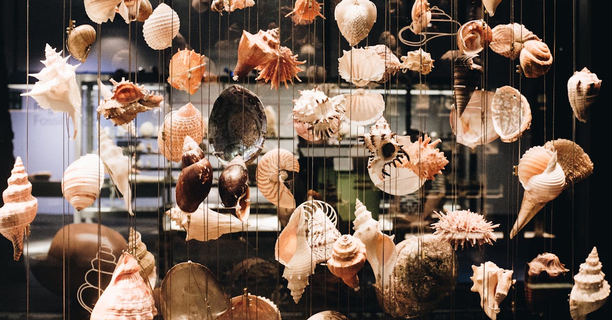 Photo of Seashells Hanging · Free Stock Photo