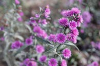 特写镜头捕捉了户外盛开的紫色花朵，展现大自然的美丽