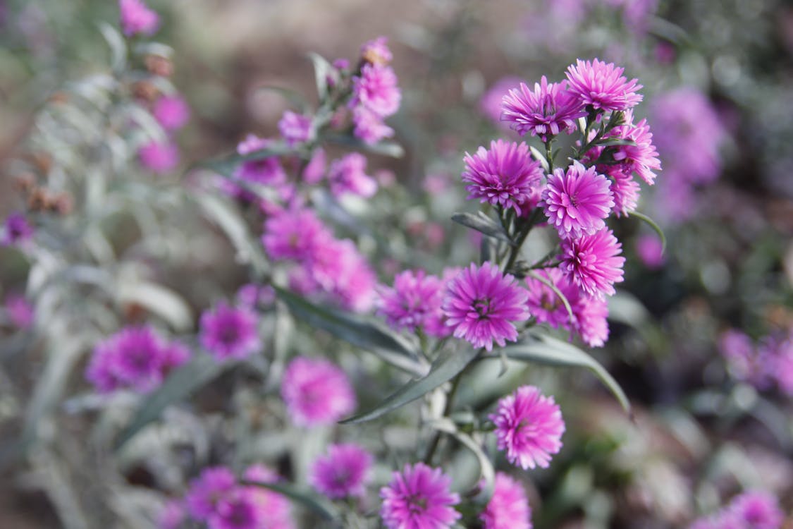 Gratis arkivbilde med blader, blomster, blomsterblad