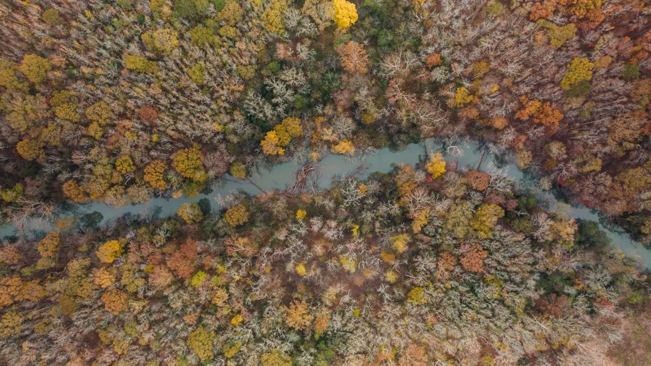 Unforgettable Helicopter Ride Over Pigeon Forge and Bluff Mountain Review 2026 - Aerial view of a lush autumn forest with a winding river in Chattanooga, Tennessee.