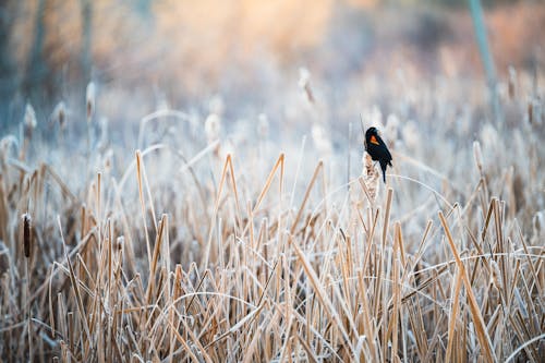 Bird in Hayfield