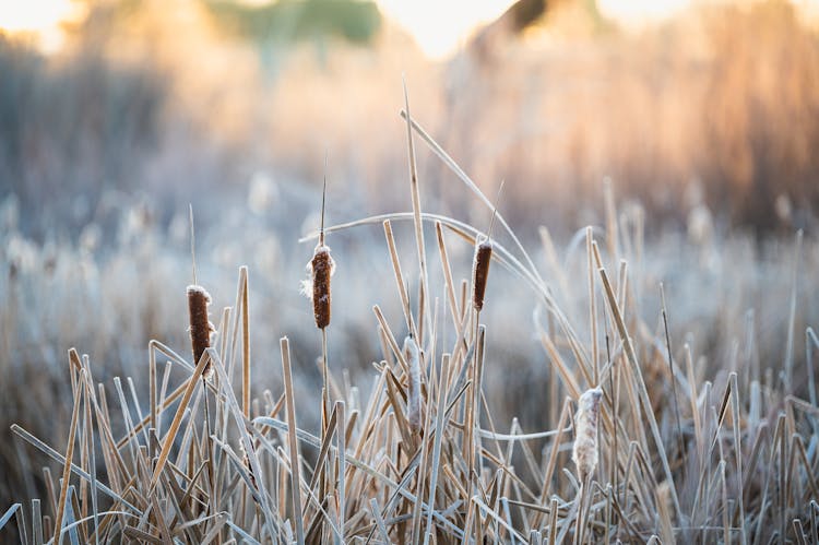 Reed In Winter 