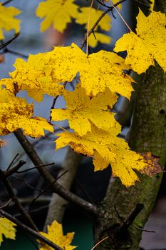 Close-up of bright yellow maple leaves on tree branches in autumn.