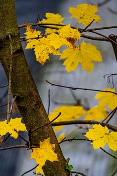 Bright yellow maple leaves on a tree branch symbolize fall in Wermelskirchen, Germany.