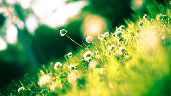 Wildflowers thriving after a spring garden reset