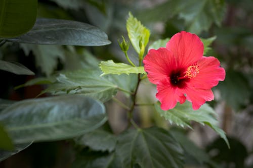 Free Red Hibiscus in Bloom Stock Photo