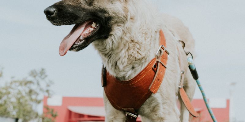 Dog Accessories