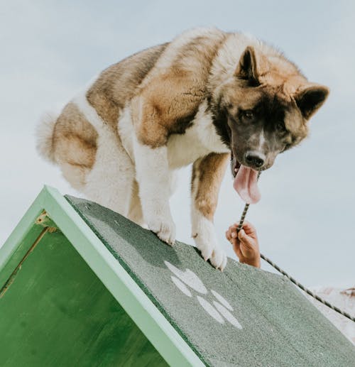 無料 アメリカの秋田, トレーニング犬, 動物の写真の無料の写真素材 写真素材
