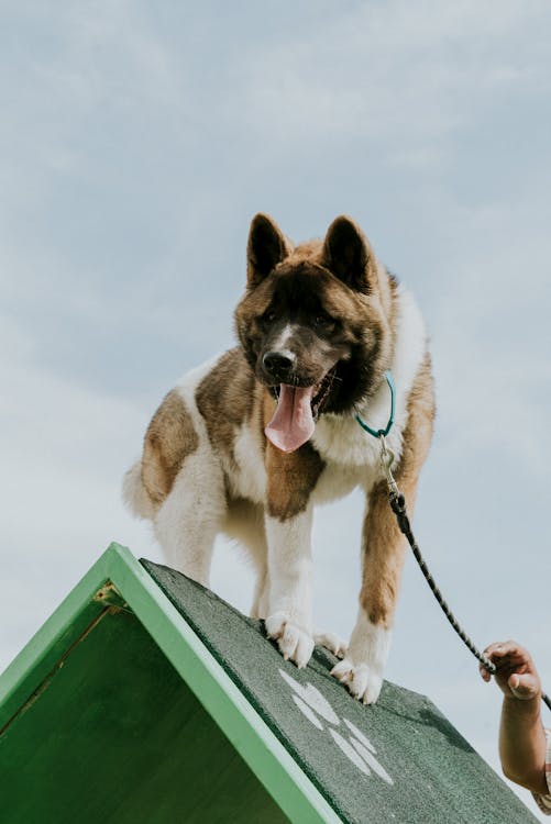 Gratis arkivbilde med akita, dog-fotografering, dyr