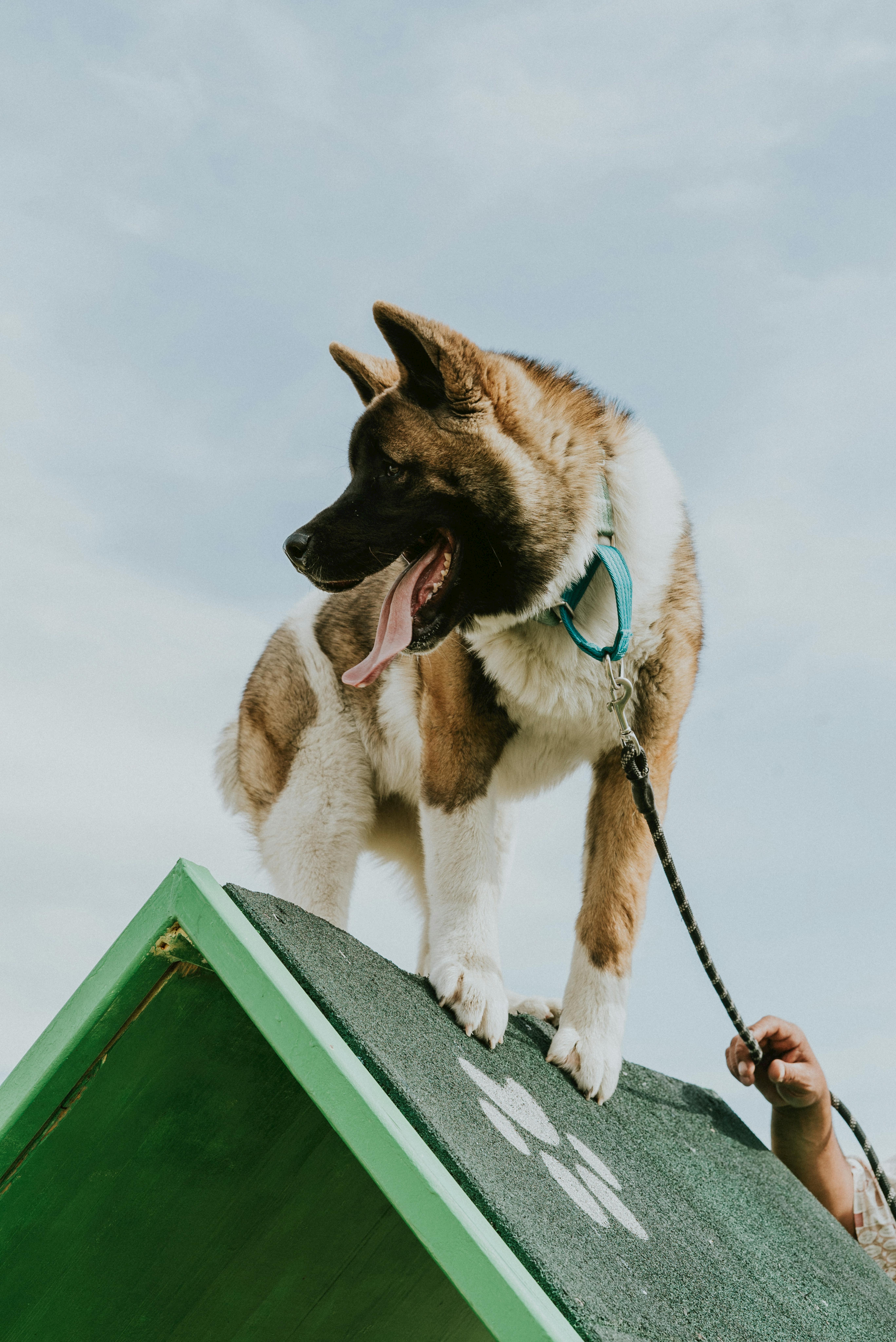 Federation dog care moment for hound dogs with calm training focus