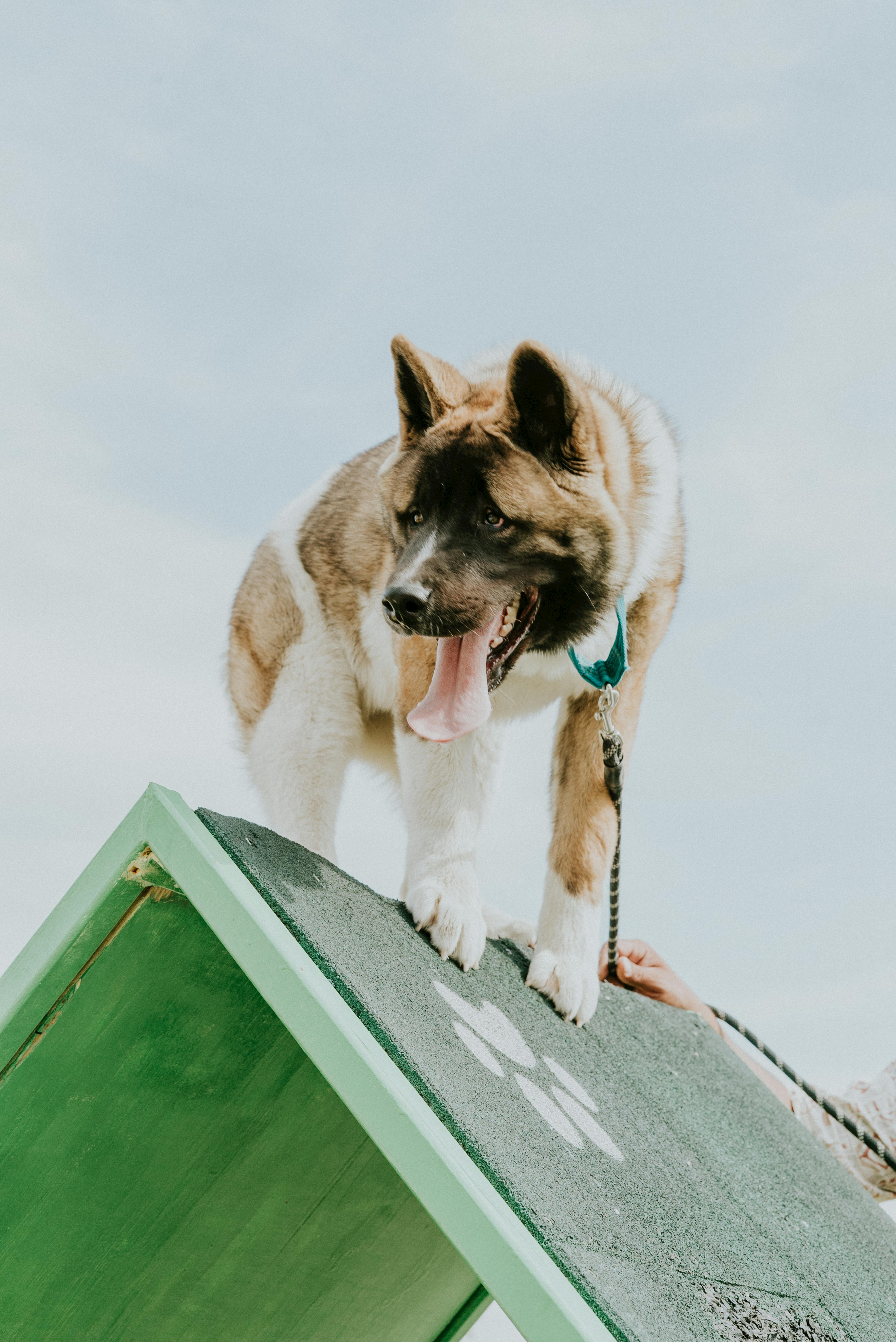 Energetic Akita dog climbing an agility ramp in an outdoor setting, showcasing training and fun.