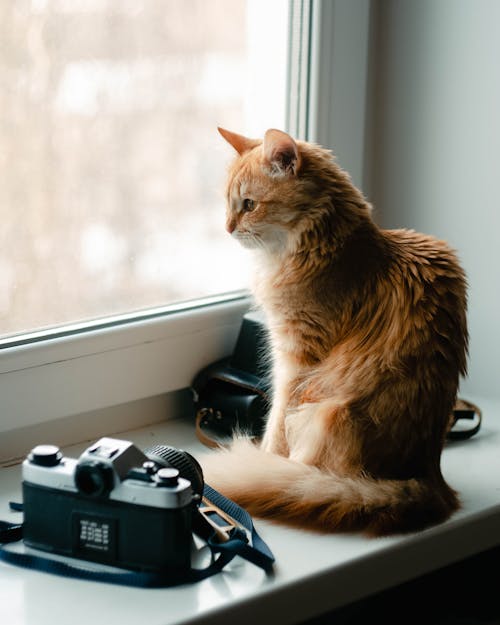 A Domestic Cat Sitting on a Windowsill and Looking Through Window 