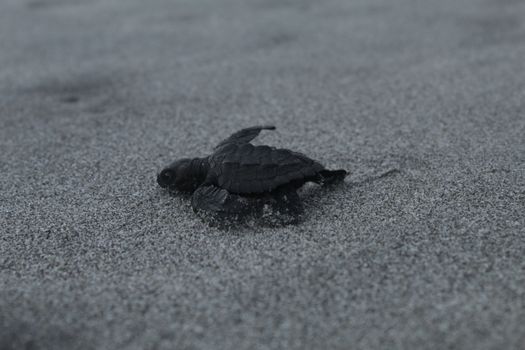 A baby sea turtle hatchling making its way across the sandy beach.