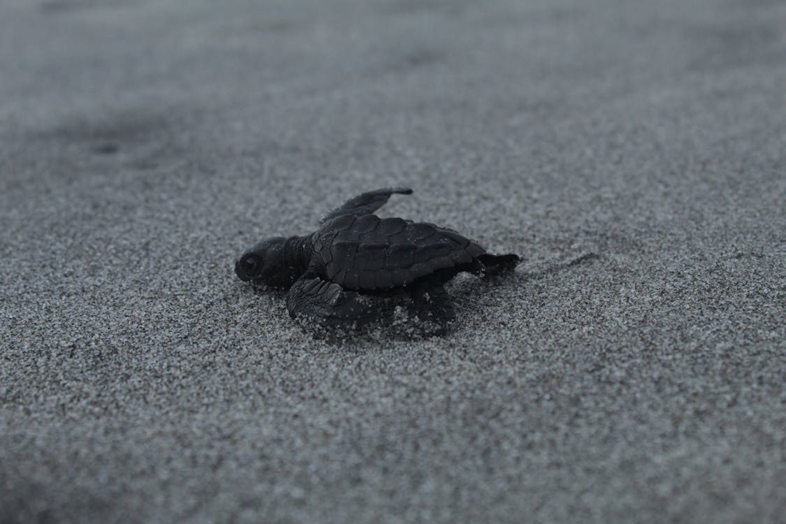 Free Black Turtle on Gray Sand Stock Photo