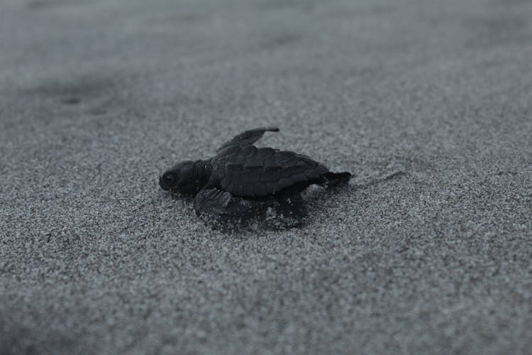 Black Turtle On Gray Sand