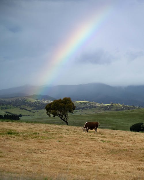 Immagine gratuita di animale, arcobaleno, campagna