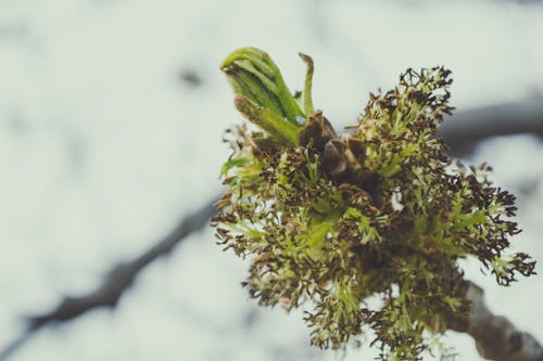 Foto d'estoc gratuïta de a l'aire lliure, arbre, branca