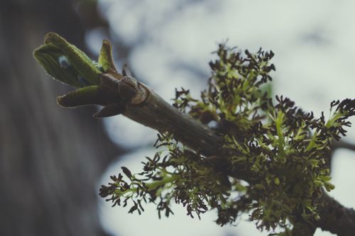 Free Detailed close-up of a budding tree branch, showcasing new growth in early spring. Stock Photo
